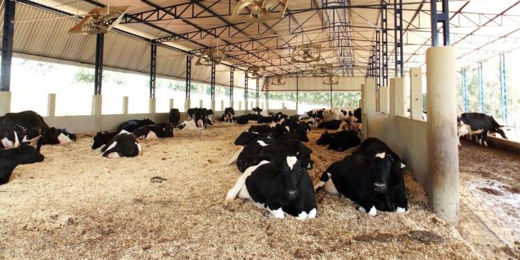 EEMAC informó sobre resultados productivos y ambientales de vacas lecheras en diferentes sistemas