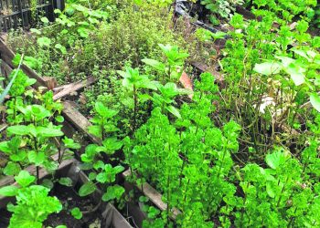 “Las políticas ambientales tendrán éxito si involucran también al ámbito privado y civil”