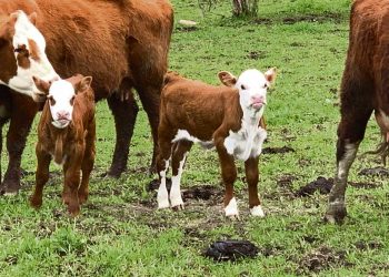 Buffa: En la ganadería es fundamental dar previsibilidad