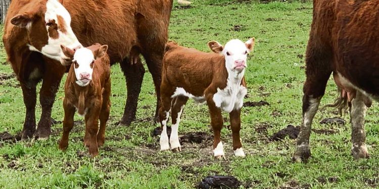 Buffa: En la ganadería es fundamental dar previsibilidad