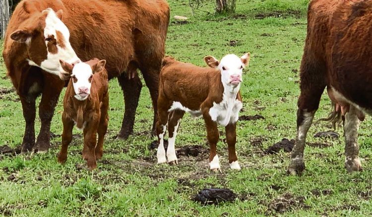 Buffa: En la ganadería es fundamental dar previsibilidad