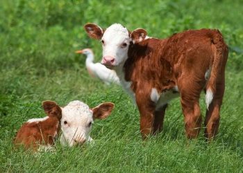 La preñez vacuna en el país es del 80%