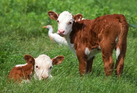 La preñez vacuna en el país es del 80%