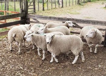 En Uruguay faltan concursos de ovinos de descarte