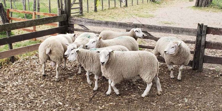 En Uruguay faltan concursos de ovinos de descarte