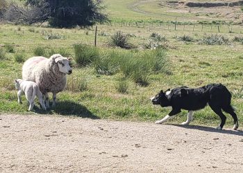 Uruguay participará del mundial de Border Collie en 2023