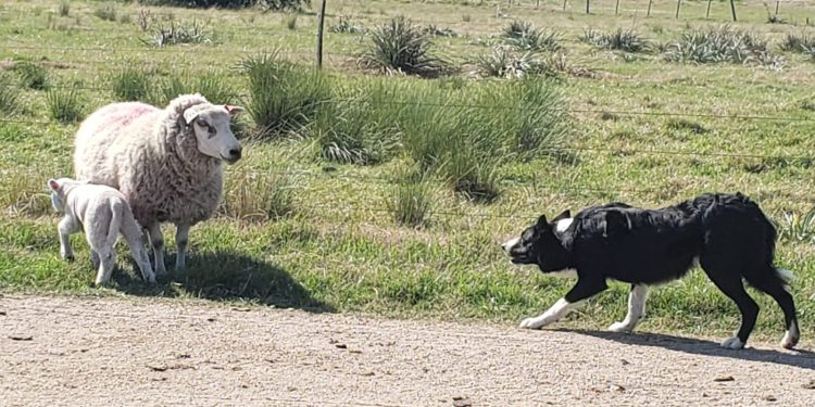 Uruguay participará del mundial de Border Collie en 2023