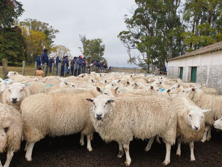 “Podemos tener menos ovejas pero que sean más productivas”