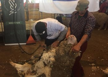 El mercado de lanas terminó la zafra 2021/2022 con precios en baja