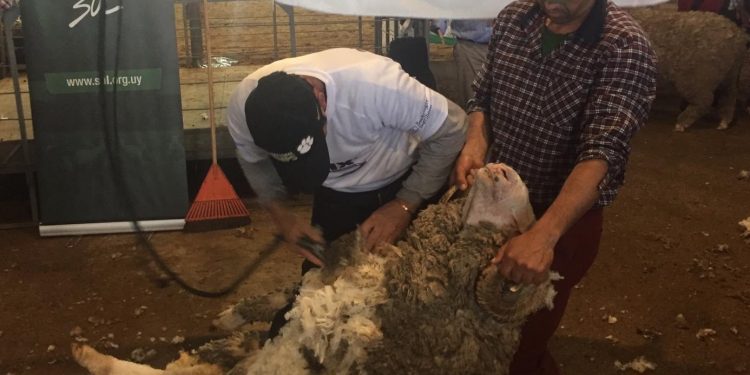 El mercado de lanas terminó la zafra 2021/2022 con precios en baja