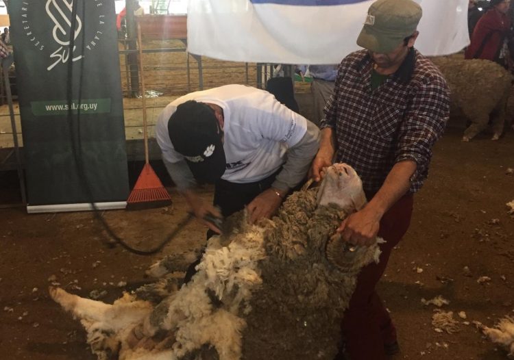 El mercado de lanas terminó la zafra 2021/2022 con precios en baja