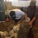 El mercado de lanas terminó la zafra 2021/2022 con precios en baja