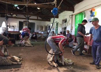 La lana sale de los nueve dólares y cierra la semana en US$ 10,13