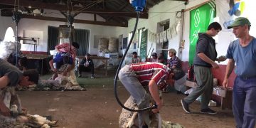 La lana sale de los nueve dólares y cierra la semana en US$ 10,13