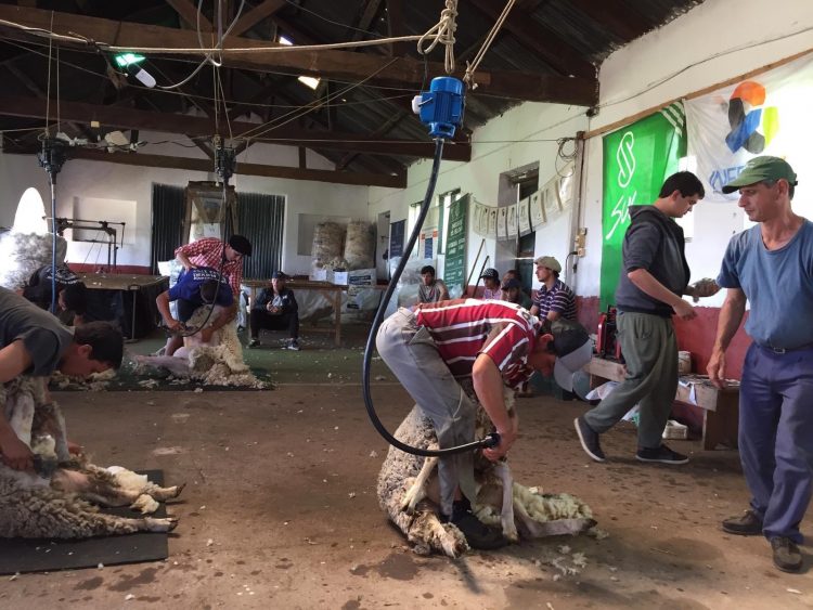 La lana sale de los nueve dólares y cierra la semana en US$ 10,13