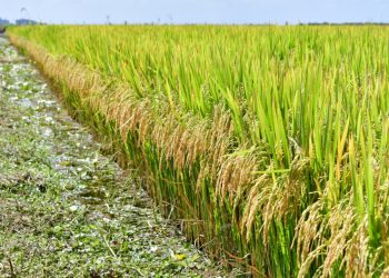 La zafra de arroz 2021-2022 fue la segunda más productiva de la historia