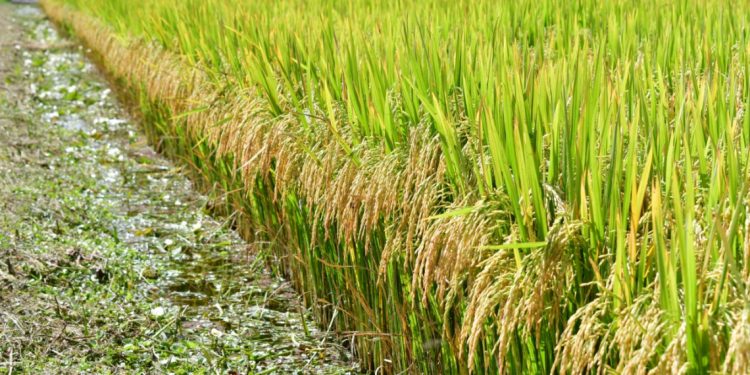 La zafra de arroz 2021-2022 fue la segunda más productiva de la historia