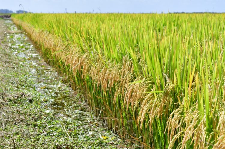 La zafra de arroz 2021-2022 fue la segunda más productiva de la historia