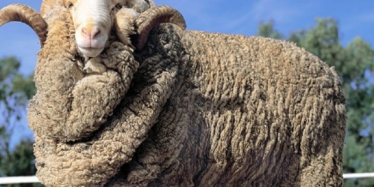 La lana se recupera a valores de julio de 2021