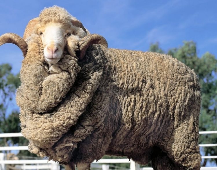 La lana se recupera a valores de julio de 2021