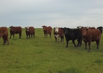 La falta de oferta hizo recuperar el precio del ganado