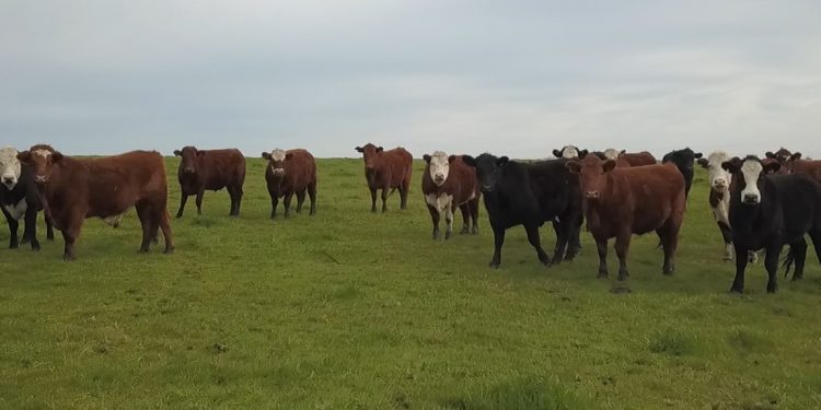 La falta de oferta hizo recuperar el precio del ganado