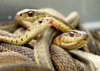 Los sicarios del Estado