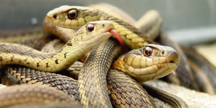 Los sicarios del Estado