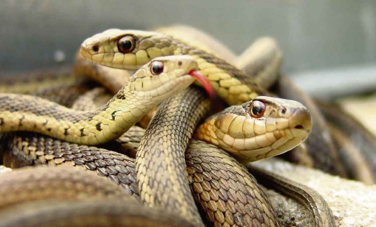 Los sicarios del Estado