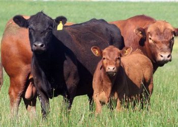 Importante oferta de Zambrano & Cía. para el remate de Plaza Rural