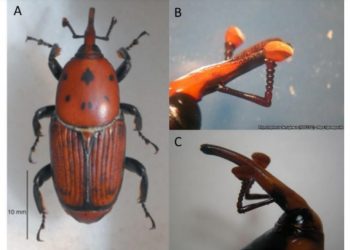 Detectan la presencia de “picudo rojo de las palmeras” en Canelones