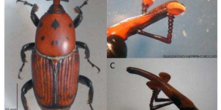 Detectan la presencia de “picudo rojo de las palmeras” en Canelones