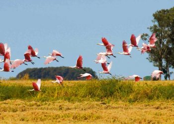 El arroz uruguayo tiene una “trayectoria de sustentabilidad desde su propio origen”