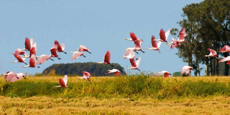 El arroz uruguayo tiene una “trayectoria de sustentabilidad desde su propio origen”