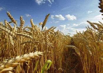 Fuerte exportación provoca caída en reservas de trigo en el país