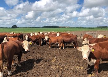 En las puertas de invierno Romualdo & Cía. ofrece una oferta oportuna y adecuada