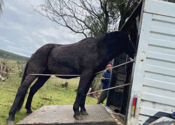Animales sueltos: MGAP articula con éxito