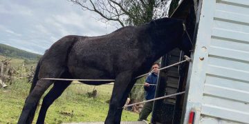 Animales sueltos: MGAP articula con éxito