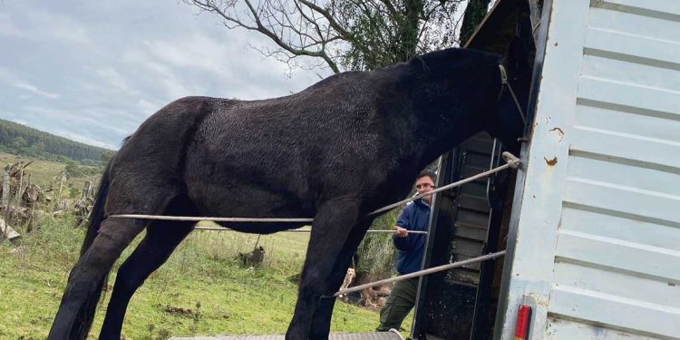 Animales sueltos: MGAP articula con éxito