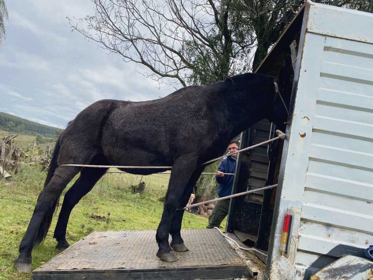 Animales sueltos: MGAP articula con éxito