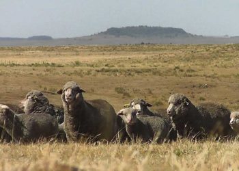 CRILU pone el eje en la innovación y el agronegocio de lanas y carne Merino de alto valor