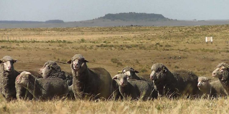 CRILU pone el eje en la innovación y el agronegocio de lanas y carne Merino de alto valor