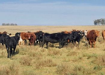 La garrapata genera pérdidas directas de US$ 45 millones por año