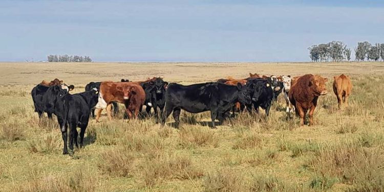 La garrapata genera pérdidas directas de US$ 45 millones por año