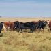 La garrapata genera pérdidas directas de US$ 45 millones por año