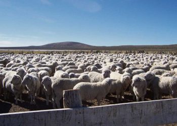 El año ganadero cerró con más de 1,3 millones de ovinos faenados