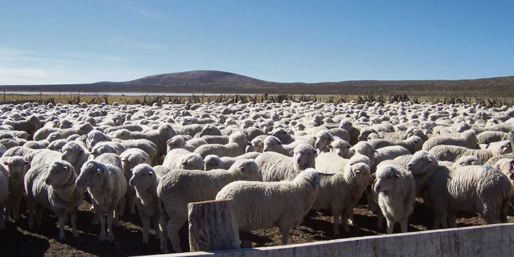 El año ganadero cerró con más de 1,3 millones de ovinos faenados