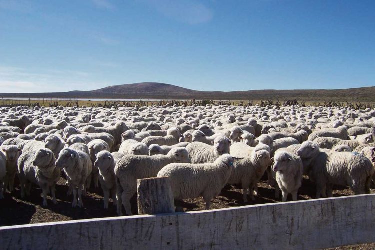 El año ganadero cerró con más de 1,3 millones de ovinos faenados