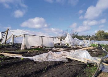 Temporal de Paysandú afectó 36.000 metros cuadrados de invernáculos