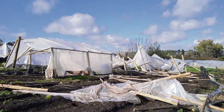 Temporal de Paysandú afectó 36.000 metros cuadrados de invernáculos